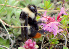 Bombus tunicatus