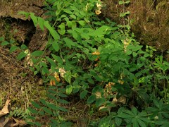 Lathyrus vestitus ochropetalus