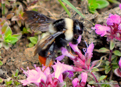 Bombus tunicatus