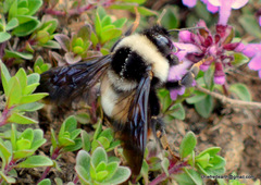 Bombus tunicatus