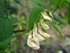 Lathyrus vestitus ochropetalus