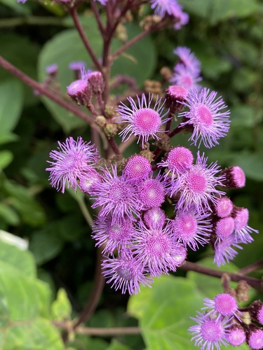 Bartlettina sordida
