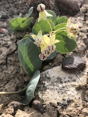 Asclepias cryptoceras davisii