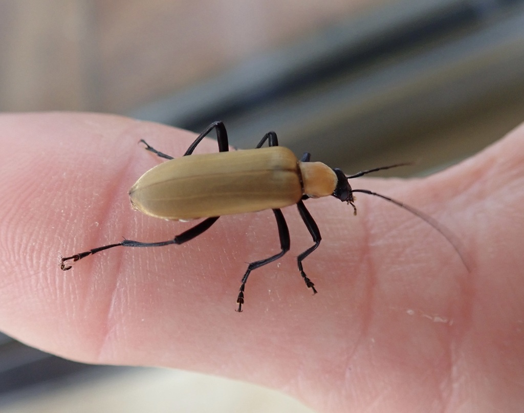Diplectrus nigripes