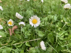 Bellis perennis