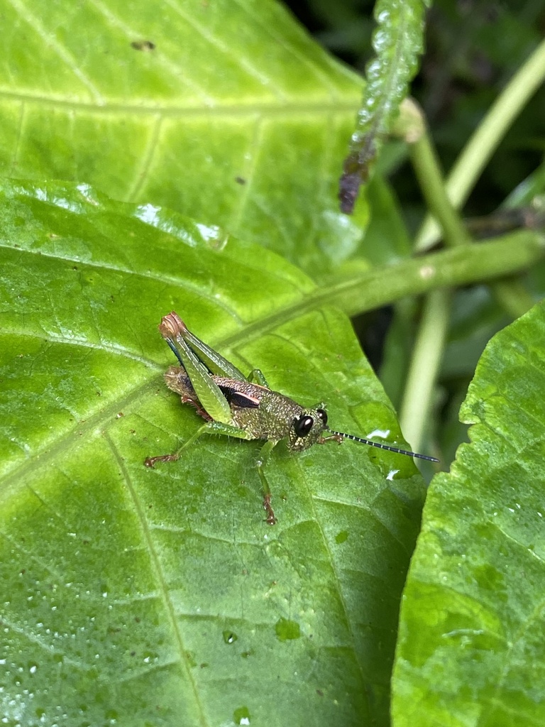 Bibracte deminuta
