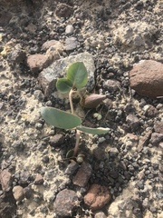 Asclepias cryptoceras davisii