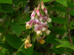 Lathyrus vestitus ochropetalus