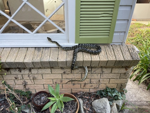 Diamond Python sighting