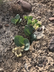 Asclepias cryptoceras davisii