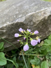 Cardamine pratensis
