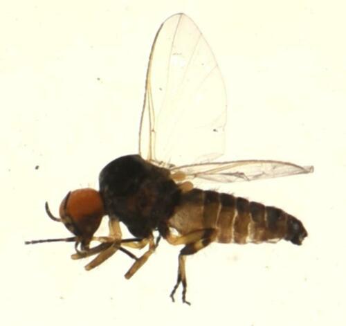 Simulium medusaeforme