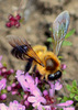 Giant Honey Bees - Photo (c) Chief RedEarth, some rights reserved (CC BY-NC-ND), uploaded by Chief RedEarth