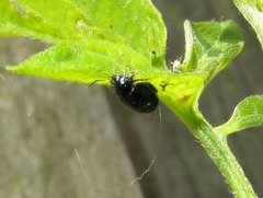 Psylliodes dulcamarae