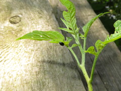 Psylliodes dulcamarae