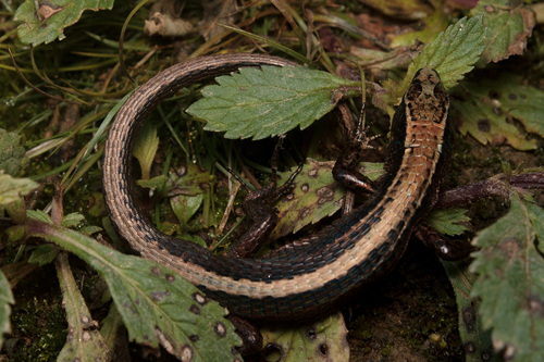 Santa Marta Swamp Teju, Alopoglossus romaleos