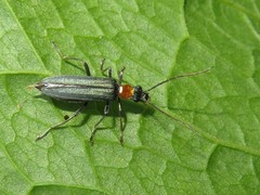 Oedemera croceicollis