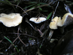 Hydnum crocidens