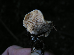 Hydnum crocidens
