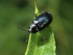 Phratora laticollis