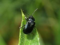 Phratora laticollis