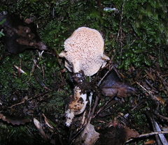 Hydnum crocidens