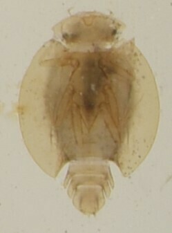 Prosopistoma crassi