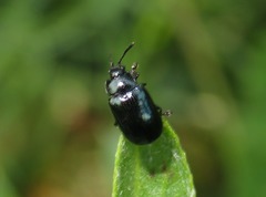 Phratora laticollis