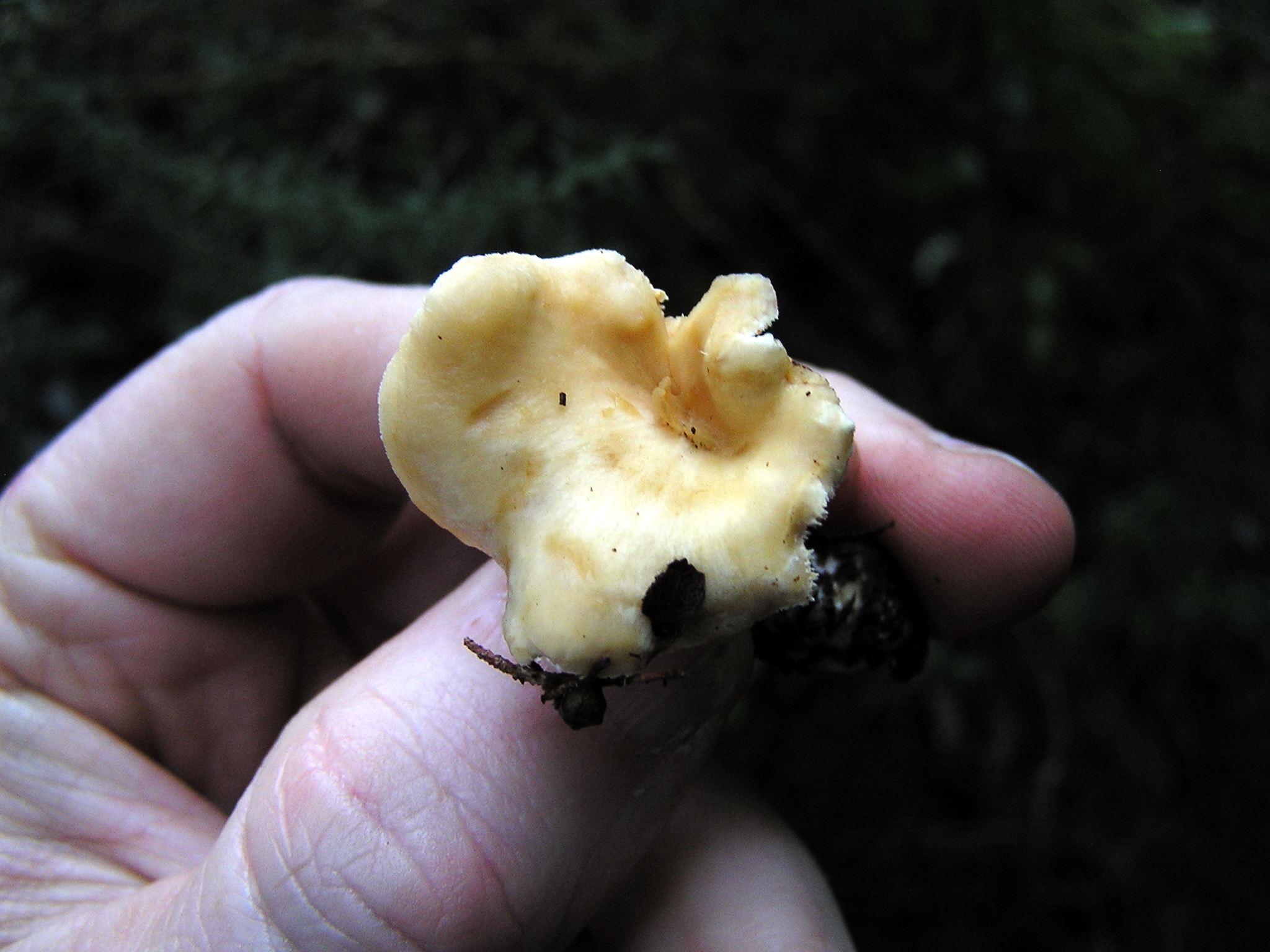Hydnum ambustum image