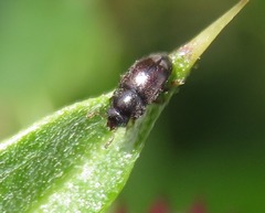 Brachypterus urticae