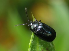 Phratora laticollis