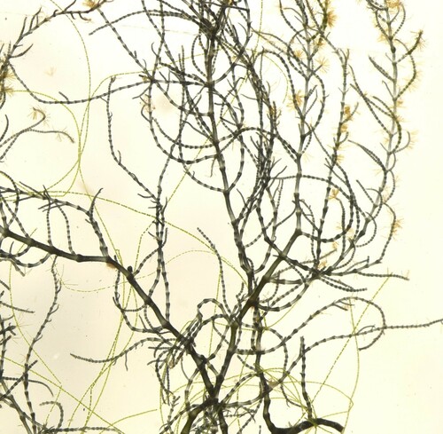 Torularia in life