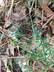 Galium uniflorum