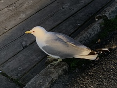 Larus canus