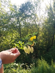 Colutea