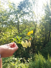 Colutea