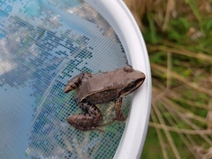 Leptodactylus albilabris