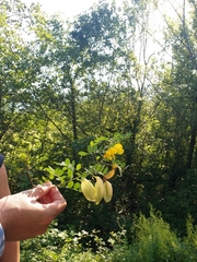 Colutea