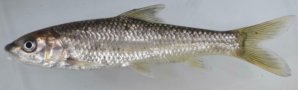 Bushveld Smallscale Yellowfish