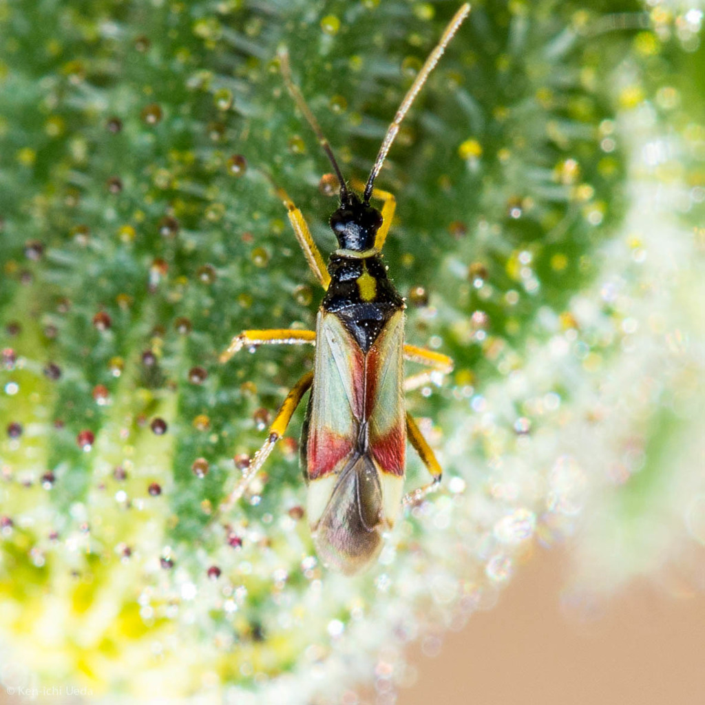 Phacelia Plant Bug