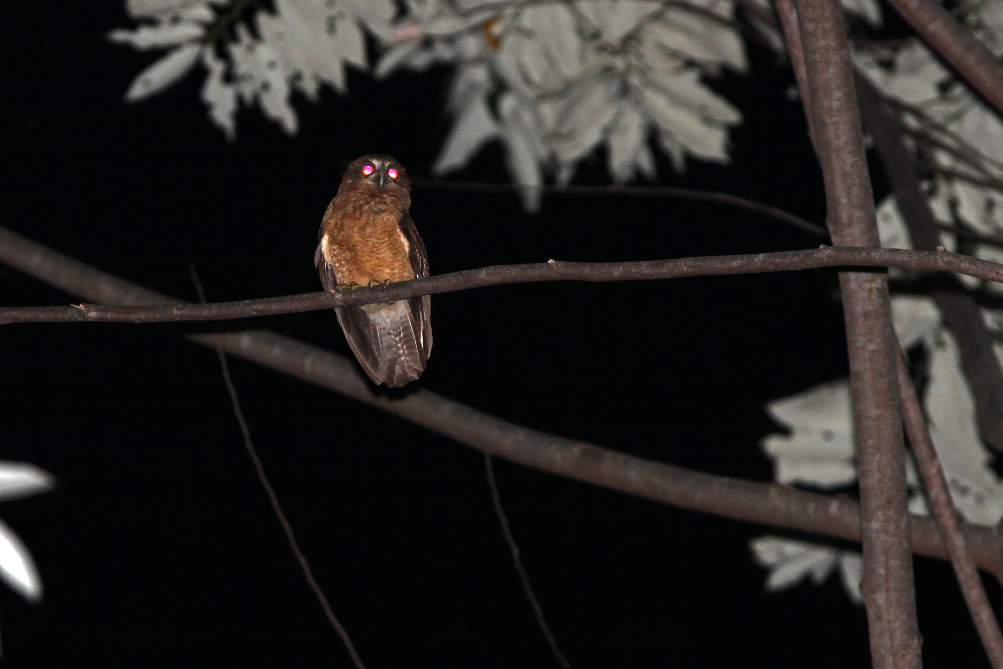 Seram Boobook (Ninox squamipila), photo 3