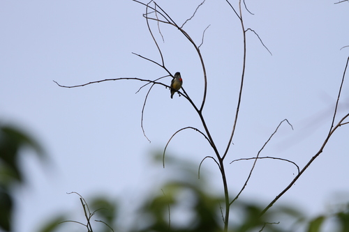 Buru Flowerpecker (Dicaeum erythrothorax)