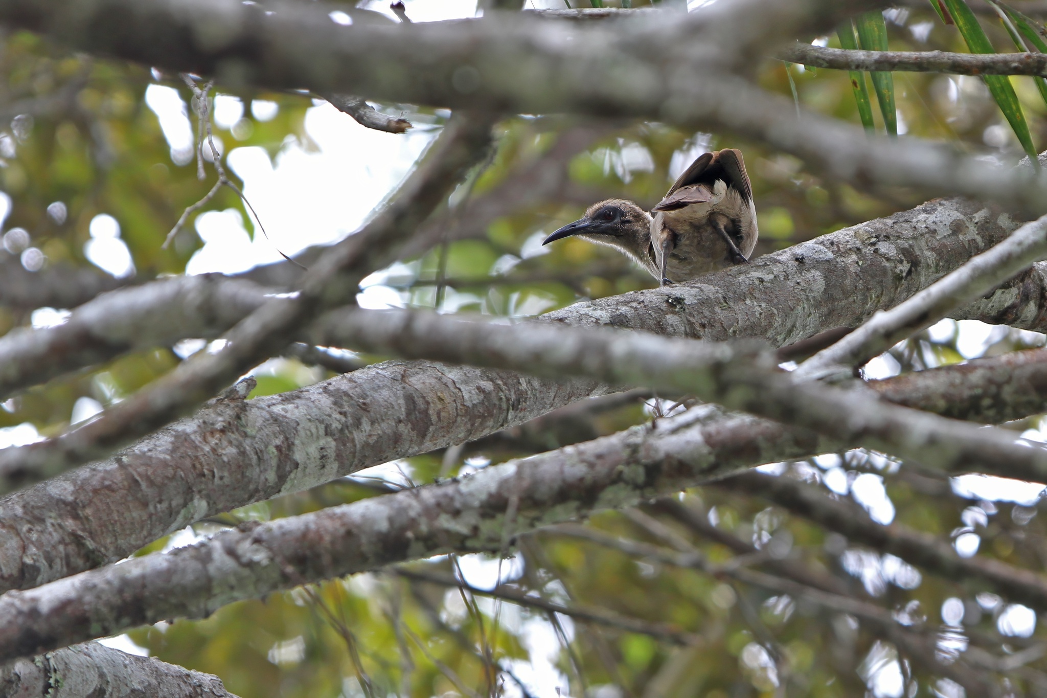 Buru Friarbird (Philemon moluccensis), photo 3