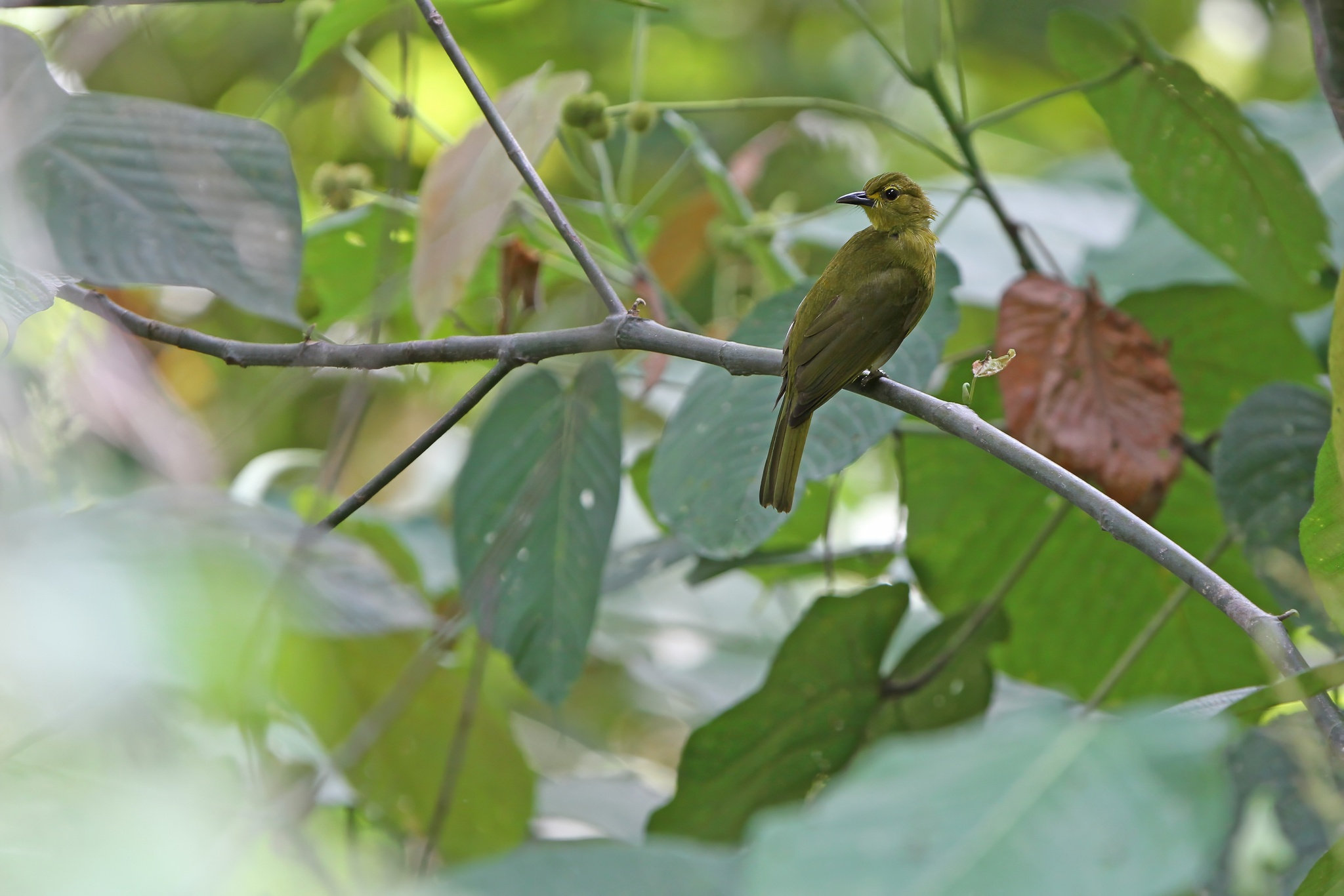 Buru Golden-Bulbul illustration