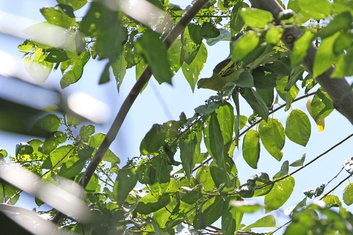 Buru Green Pigeon (Treron aromaticus), photo 7