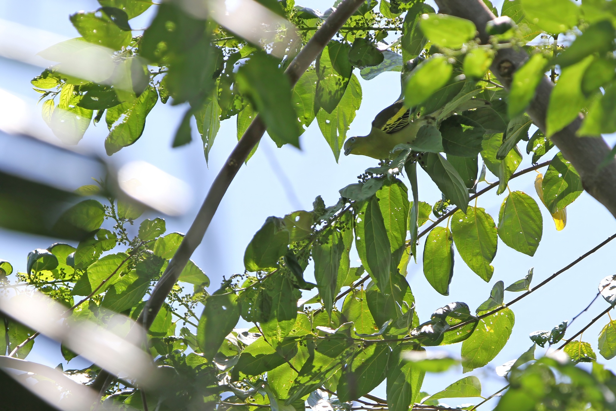 Buru Green Pigeon (Treron aromaticus), photo 10