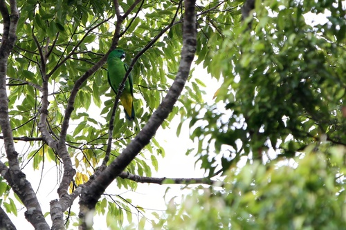 Buru Racket-tail (Prioniturus mada), photo 3