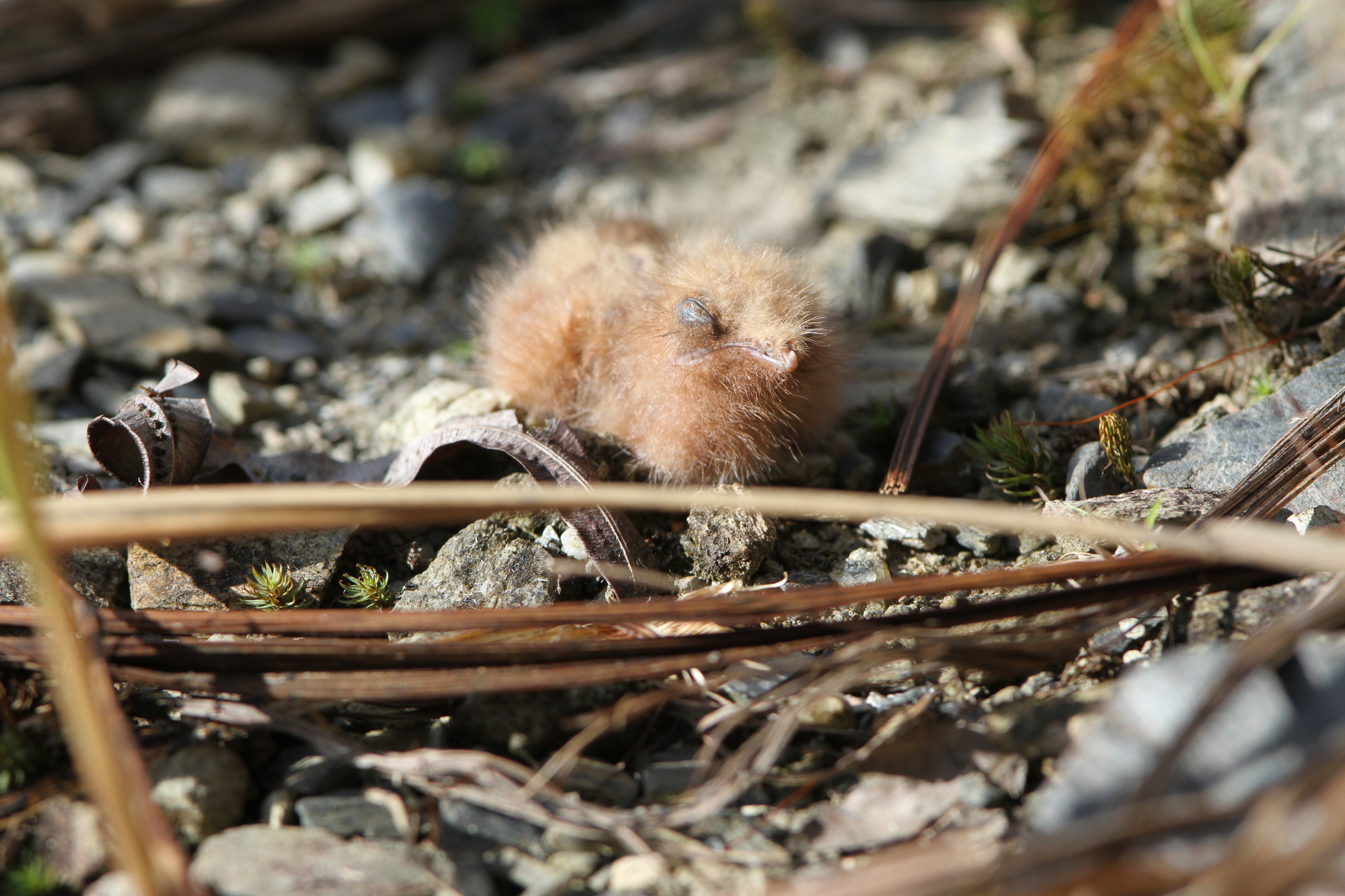 Large-tailed Nightjar