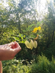 Colutea