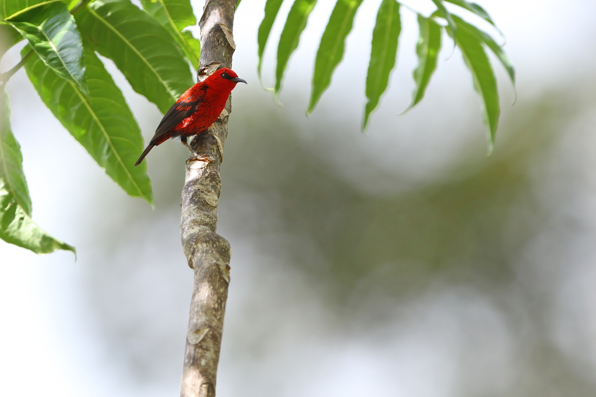 Wakolo Myzomela (Myzomela wakoloensis), photo 9